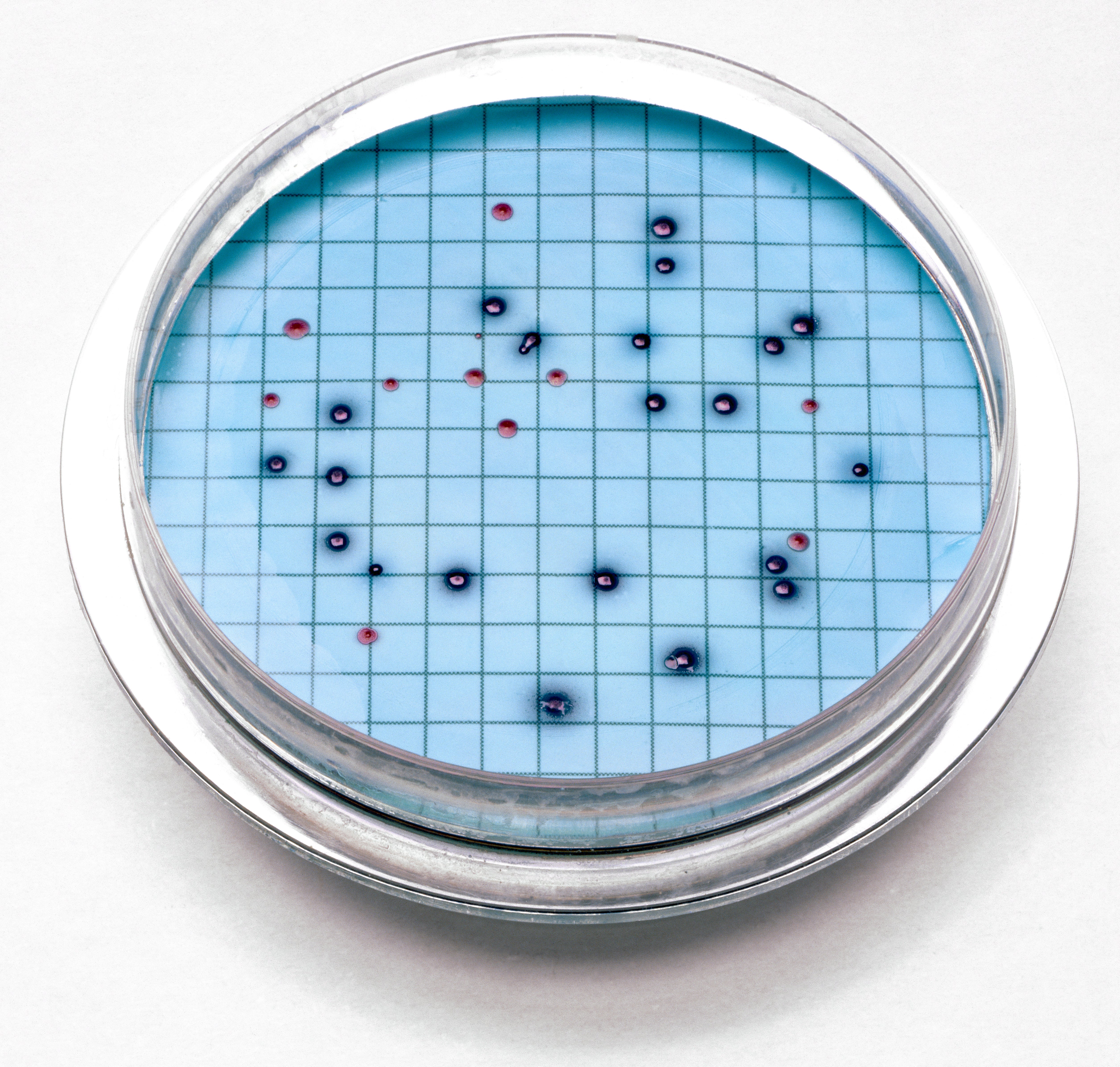 m-ColiBlue24® Prepared Agar Plates, 15/pk